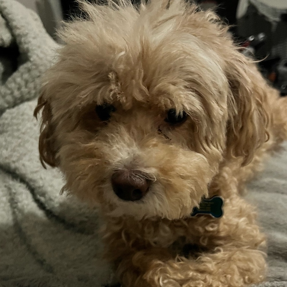 Meet your Posher, Nicolle